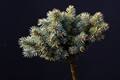 Picea pungens Saint Mary's Broom IMG_2678_1 Świerk kłujący